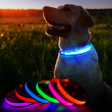 Glow Safe LED Collar